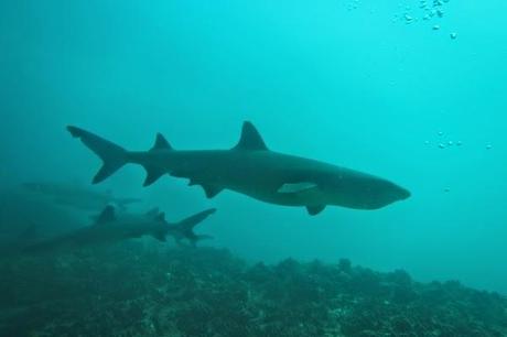 The reef sharks have it the worst.  Divers taking photos of them all the time!