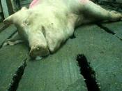 Undercover Exposé–Pigs Suffer Breeder
