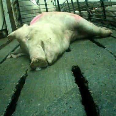 Undercover Exposé–Pigs Suffer and Die at Top Breeder