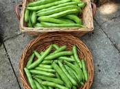 Broad Beans (again)