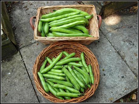 Broad Beans (again) Broad Beans (again)