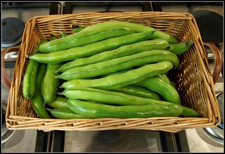 Broad Beans (again)