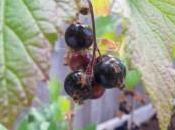 Growing Stuff Blackcurrants