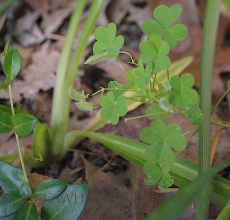 Wood sorrel 