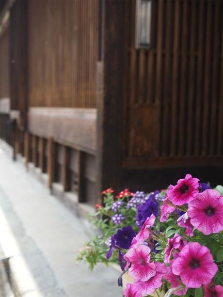 P5310196 豪商屋敷居並ぶ今井町，再訪 / Imai, Residences of wealthy merchants stand in rows