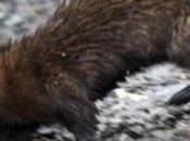 Mink Release Sabotage Czech Republic Farm