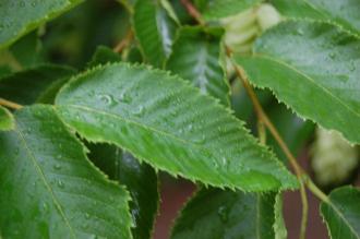 Ostrya virginiana Leaf (07/06/2014, Kew Gardens, London)