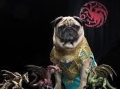 Pugs Westeros: Adorable Dressed Game Thrones Characters