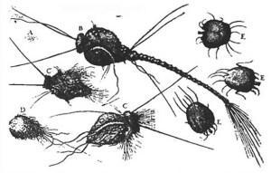 sketch of possibly-imaginary parasites by Dr. Michel Ettmuller (1682)