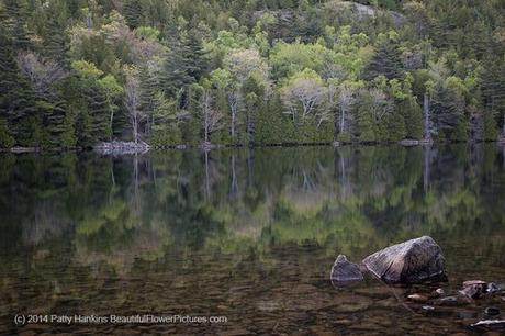 Bubble Pond Reflections © 2014 Patty Hankins