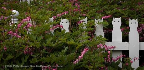 Best Garden Fence Ever! © 2014 Patty Hankins