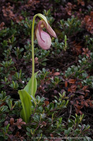 Pink Lady Slipper Among the Blueberry Bushes © 2014 Patty Hankins