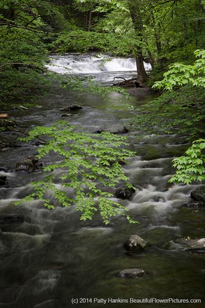 Dingman's Creek © 2014 Patty Hankins