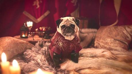 Pug-dressed-as-Tyrion-Lannister