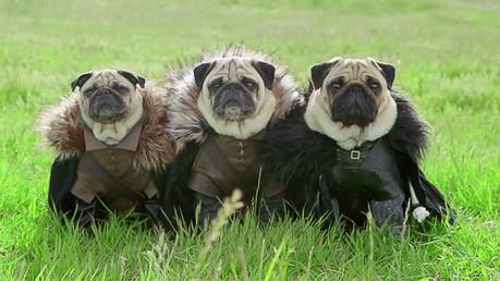 Three-Pugs-dressed-in-Game-of-Thrones-outfits