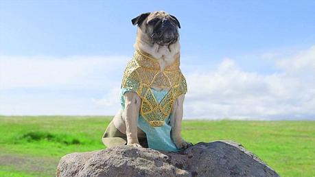 Pug-on-a-rock-recreating-Game-of-Thones-scene