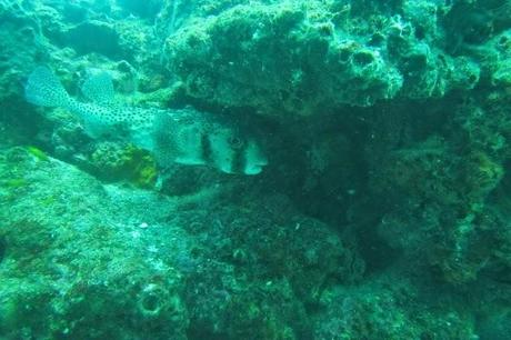 Massive puffers in the Galapagos