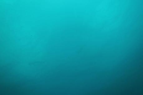 Hammerhead silhouettes from the surface in the Galapagos