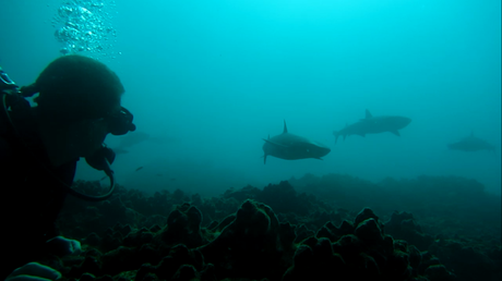 Yours truly and the reef sharks of the Galapagos