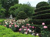 Boston Globe: Public Garden’s Roses Delight…