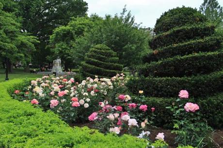 The roses in the Public Garden are cared for by the Friends of the Public Garden Rose Brigade, in collaboration with the Boston Parks and Recreation Department