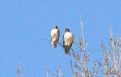 My Yardbirds