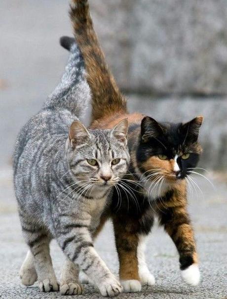 Top 10 Cats With Their Friends