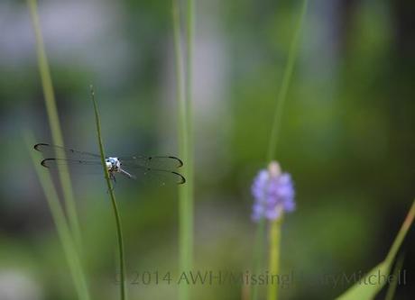 dragonfly in pond