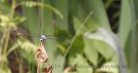 blue dragonfly