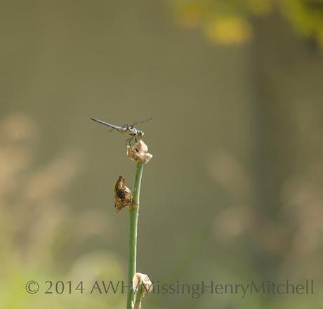 dragonfly profile