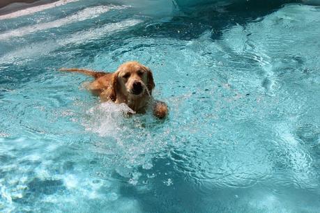 Saturday Swim Lessons