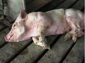 Petition: Pigs Want Out