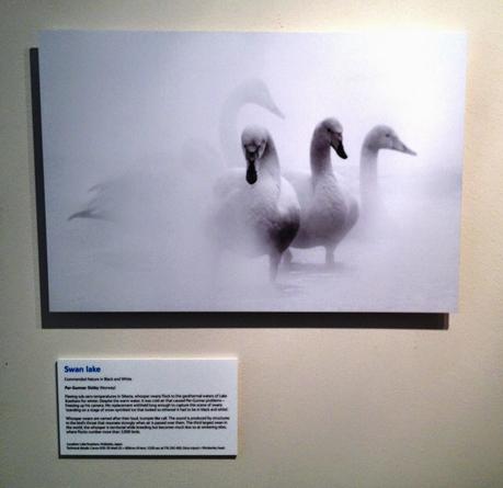 Wildlife Photographer of the Year at The CHQ Building