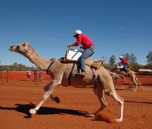 A camel in full flight at the Uluru camel Cup