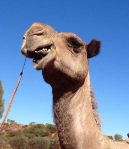 Camels were used as transport to colonize outback Australia