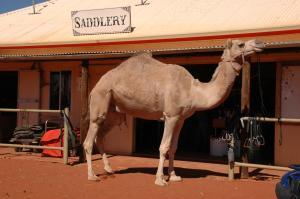 Most of Australia's camels are dromedaries (one-humped camels)