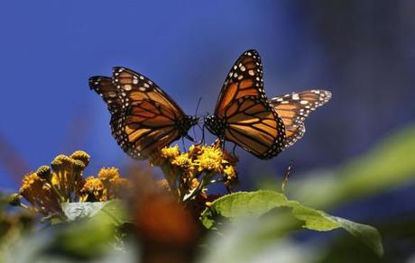 Don’t Forget Butterflies! Our Pollination Crisis Is About More Than Honeybees