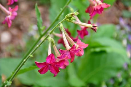 High Country Festival of the Book