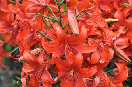 High Country Festival of the Book