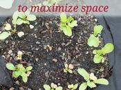 Growing Radishes With Limited Space