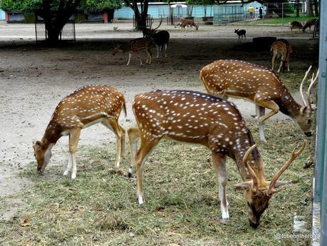 Deer,Indonesia,Safety Net