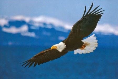 Cover Me: Fly Like An Eagle