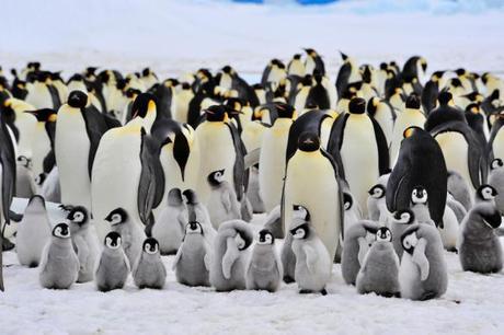 Emperor penguin population to slide due Antarctic climate change