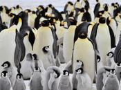 Emperor Penguin Population Slide Antarctic Climate Change