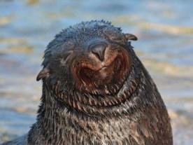 smiling fur seal