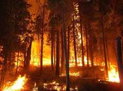 Does Global Warming Increase Wildfire Risk?