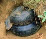 Keep Large Constrictor Snakes Out of the Pet Trade