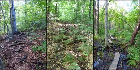 Day 75: Trail Monotony