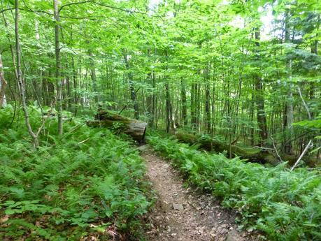 Day 75: Trail Monotony