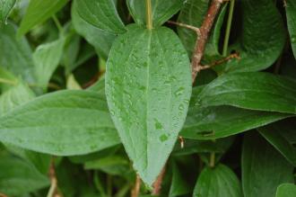 Clematis integrifolia Leaf 07/06/2014, Kew Gardens, London)